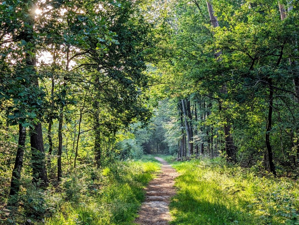 Wandeling Lage Vuursche met borrel 10KM