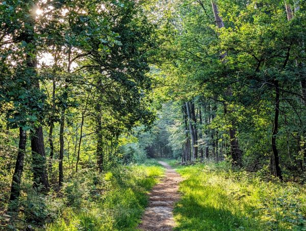 Wandelen