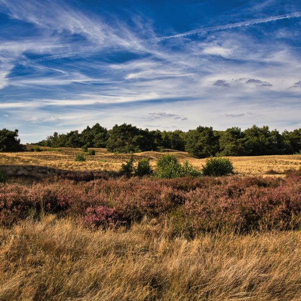 Apeldoorn Single activiteiten Apeldoorn met singles die samen wandelen op de Veluwe
