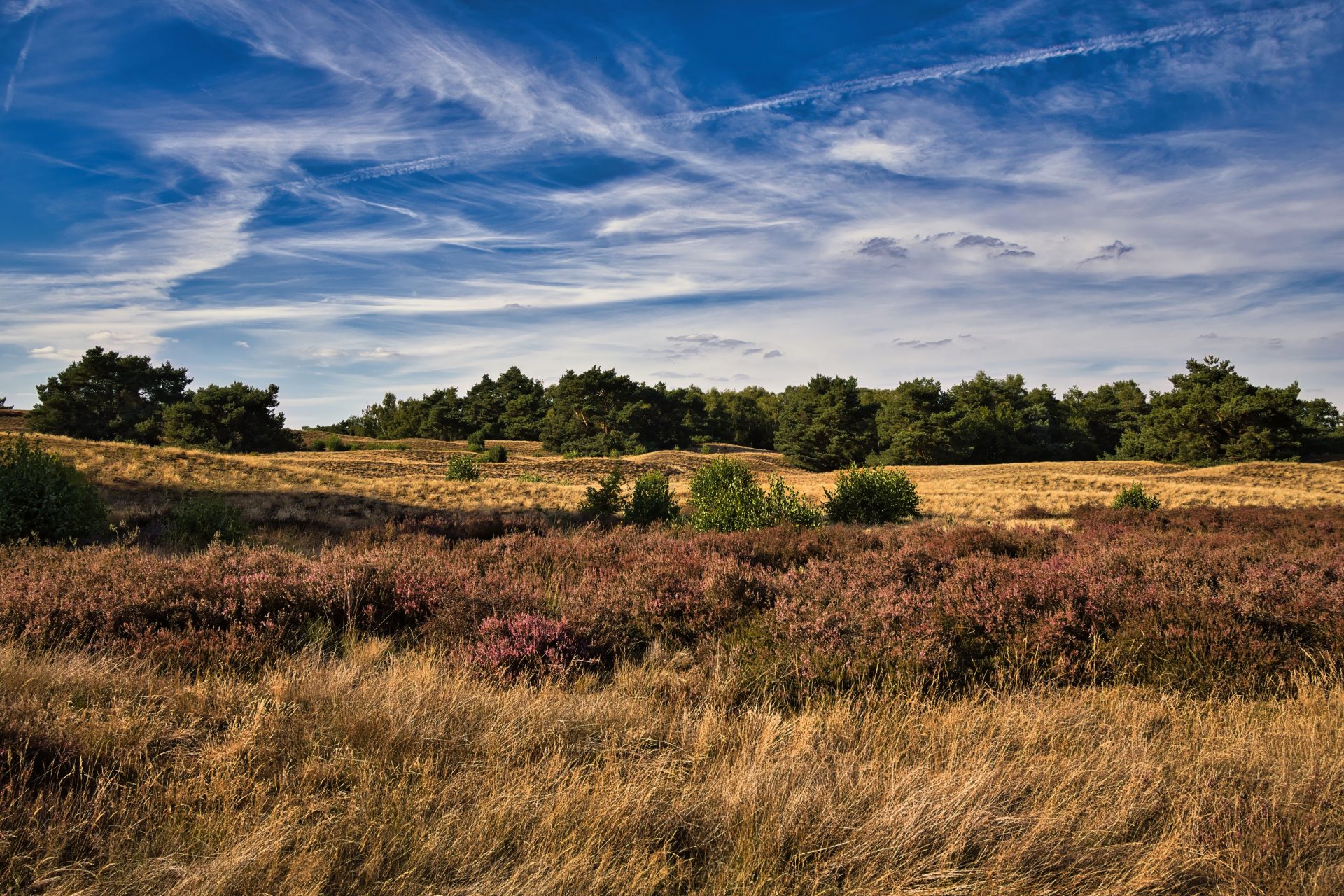 Single activiteiten Apeldoorn met singles die samen wandelen op de Veluwe