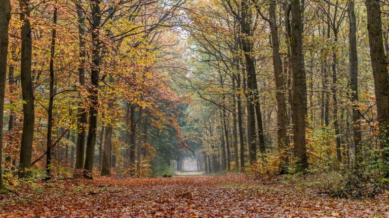 Zeist 768x432