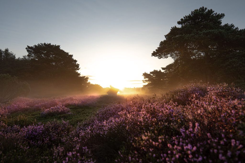 Wandelen in de Loonse en Drunense Duinen